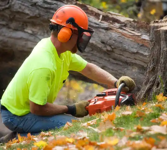 tree services Alexandria Bay